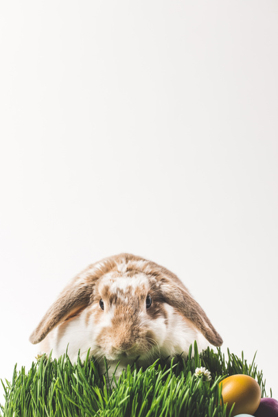 Kaninchen blickt in die Kamera und sitzt auf Gras mit Eiern, Osterkonzept - Foto, Bild