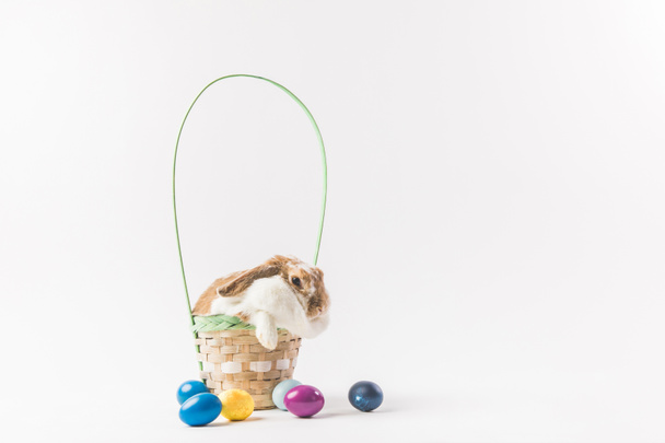 Coelho de Páscoa sentado em cesta com ovos pintados, conceito de Páscoa
 - Foto, Imagem