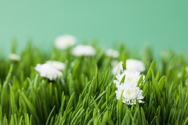 明るい緑色のカモミールと草のクローズ アップ ビュー  - 写真・画像