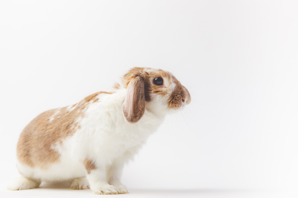 Widok z boku królika z futra brązowy i biały na białym tle - Zdjęcie, obraz