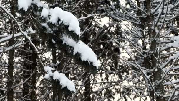 Gros plan des branches d'arbres dans la neige en forêt hivernale
. - Séquence, vidéo
