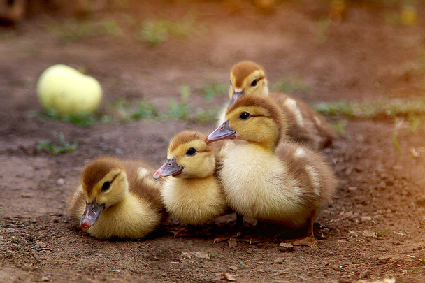 Quatre petits canards sur un fond de pomme jaune mûre - Photo, image