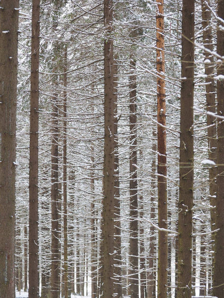 a coniferous forest in winter - Fotoğraf, Görsel
