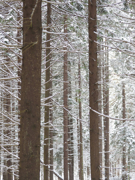 a coniferous forest in winter - Foto, Imagen
