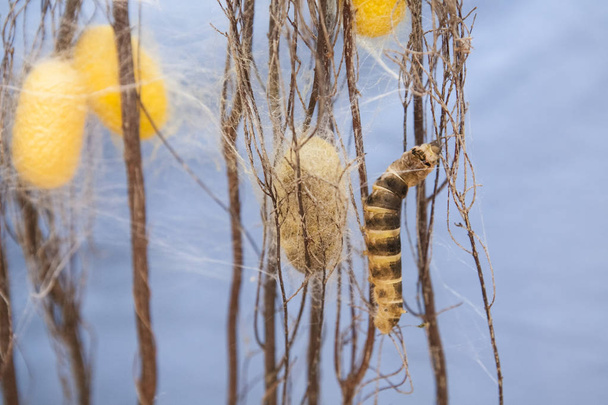 Hegymászás ágak között sárga és fehér selyemhernyók báb - Fotó, kép
