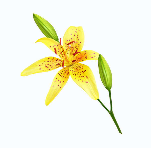 Bright lily flowers isolated on white background. - Photo, Image