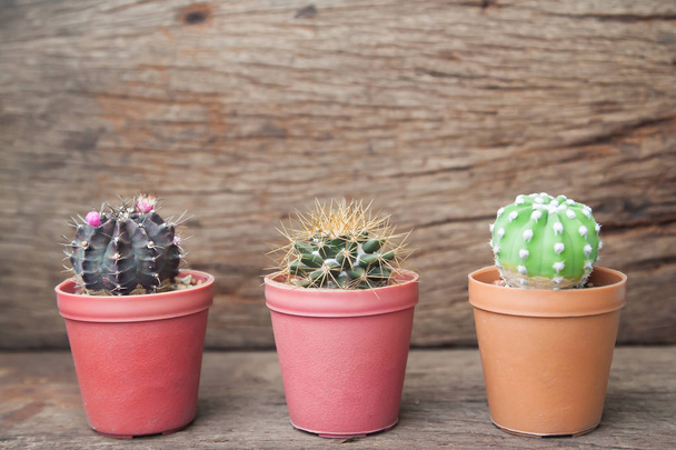 Tre pentole di cactus varietà su tavolo di legno
 - Foto, immagini