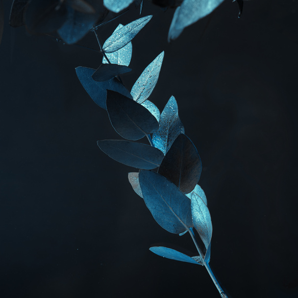 Okaliptüs bitki su yeşil yaprakları ile görünümünü kapat - Fotoğraf, Görsel