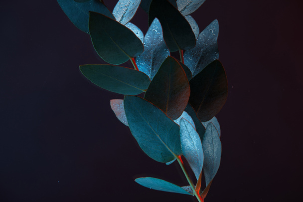 close up view of eucalyptus plant with green leaves in water - Φωτογραφία, εικόνα