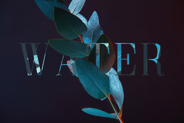 close up view of eucalyptus plant with green leaves in water with water lettering - Photo, Image