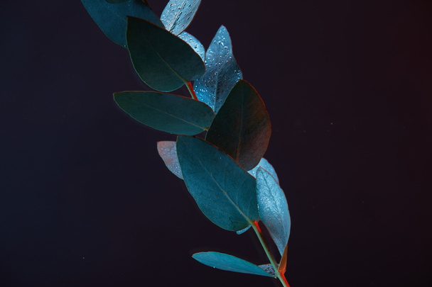 close up view of eucalyptus plant with green leaves in water - Foto, imagen