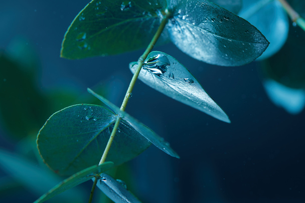 крупним планом подання Евкаліпт заводу з зеленими листям і бульбашки у воді - Фото, зображення