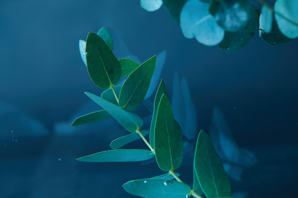 Close-up van eucalyptus plant met groene bladeren in water - Foto, afbeelding