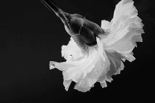 foto en blanco y negro de flor de clavel en agua
 - Foto, Imagen