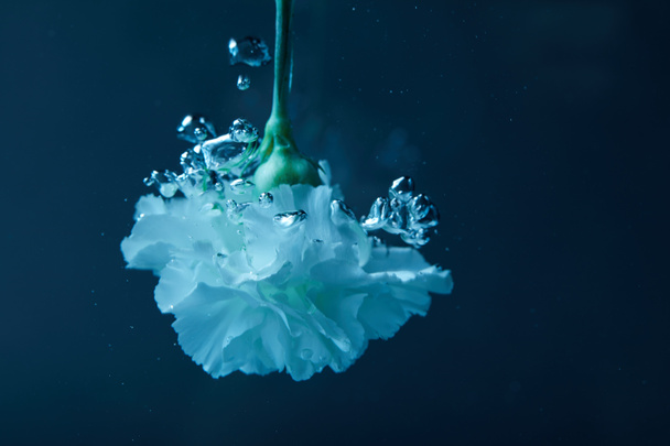 крупним планом подання квітка гвоздики бульбашки у воді - Фото, зображення