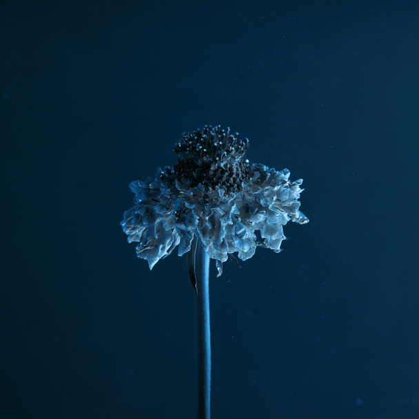 крупним планом вид на красиву квітку у водяних шпалерах
 - Фото, зображення