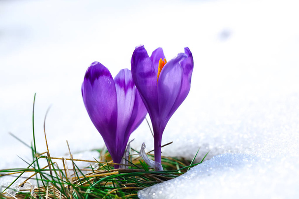 Purple crocus flowers in snow awakening in spring - Photo, Image