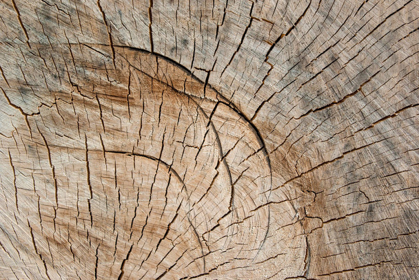 Текстура дерева - Фото, изображение