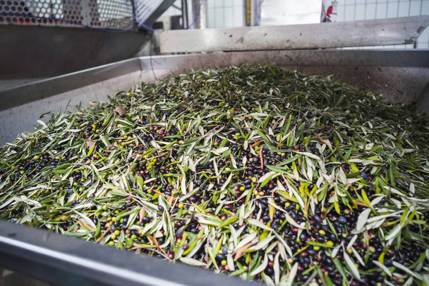 Making of Olive Oil - Photo, Image