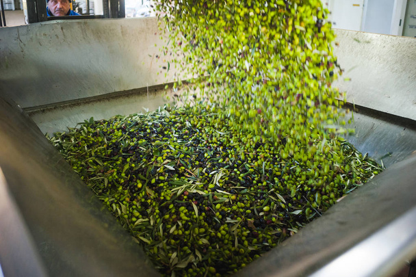 Производство оливкового масла
 - Фото, изображение