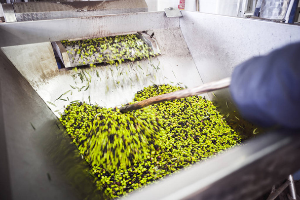 Dokonywanie oliwy z oliwek - Zdjęcie, obraz