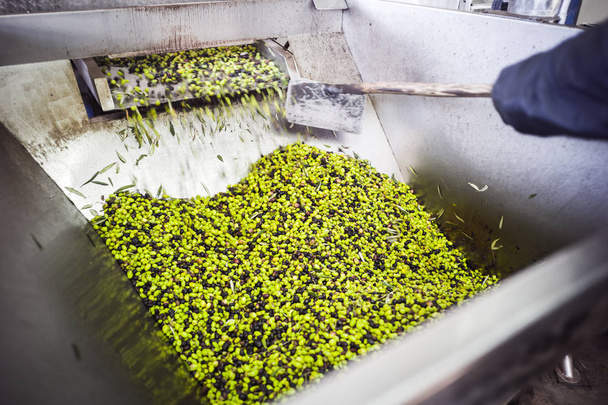 Производство оливкового масла
 - Фото, изображение