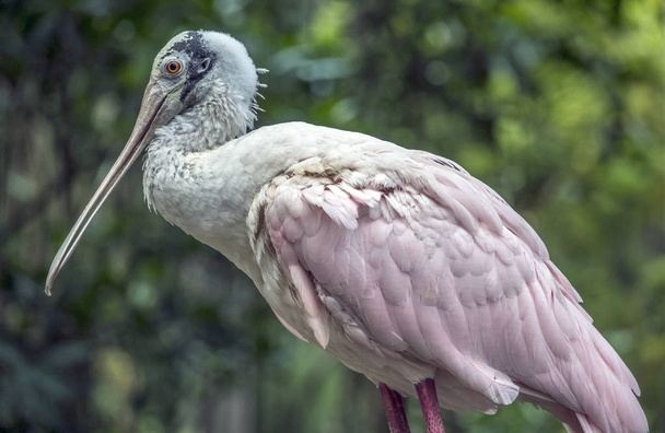roseate spoonbill,Platalea ajaja  is a gregarious wading bird of the ibis and spoonbill family - Photo, Image