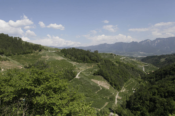 Vignobles collines dans le Trentin, Italie
 - Photo, image