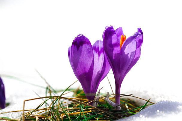 Пурпурные крокус цветы в снегу просыпаясь весной
 - Фото, изображение
