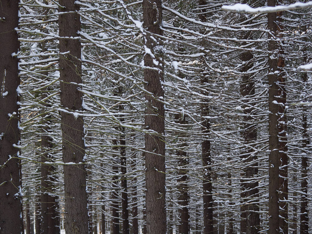 a coniferous forest in winter - Foto, afbeelding