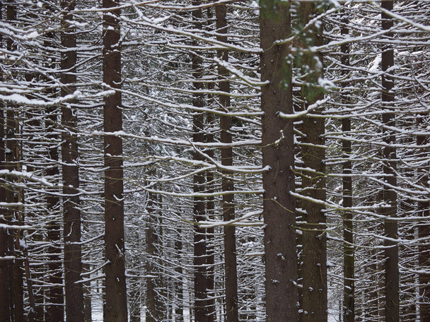 a coniferous forest in winter - Zdjęcie, obraz