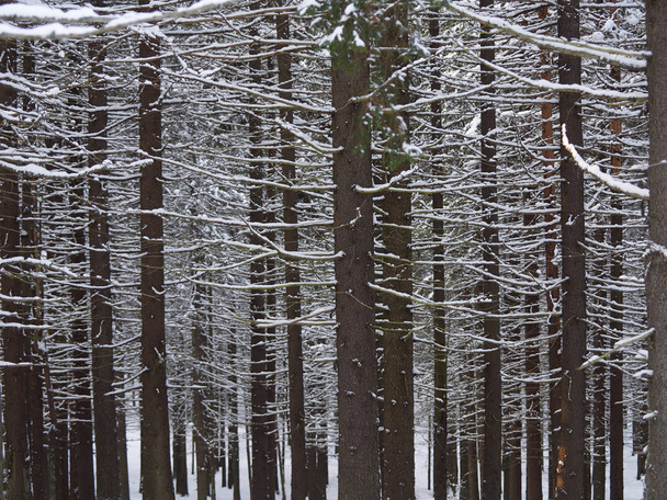 a coniferous forest in winter - Foto, Imagen