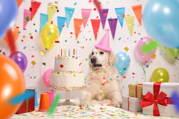 Labrador retriever met een feest-hoed en een cake van de kindverjaardag tegen een muur met decoratie vlaggen en ballonnen - Foto, afbeelding