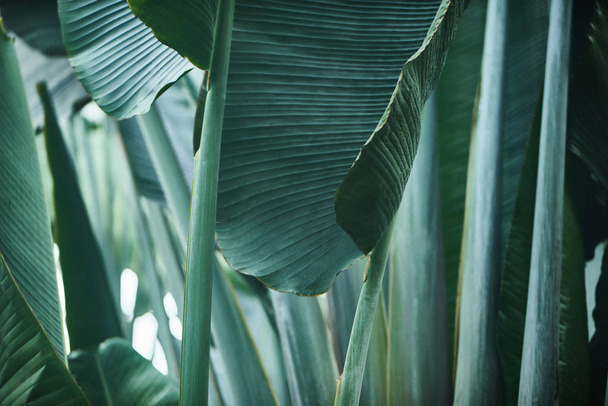 Closeup zelené tropické listy na denní, přírodní pozadí - Fotografie, Obrázek