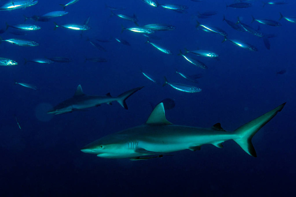 Szürke cápa készen áll a támadásra víz alatti - Fotó, kép