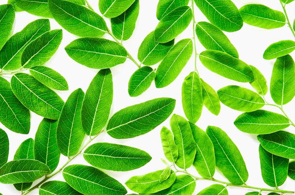 Hintergrund aus grünen Blättern auf weißem Grund. ideal als Vorlage - Foto, Bild