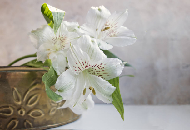 Alstroemeria blanca
  - Foto, imagen