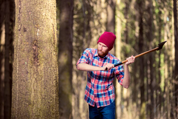 focused lumberjack with an ax chopping a tree into the forest - Photo, Image