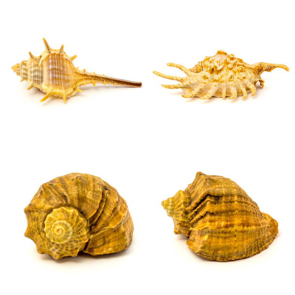 conchas marinhas isoladas sobre um fundo branco
 - Foto, Imagem