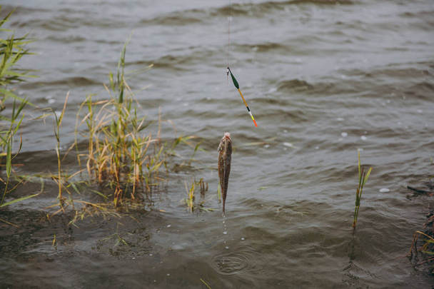Gros plan ? poisson tiré hors de l'eau capturé sur un hameçon de la canne à pêche sur la rive du lac sur fond de roseaux. Mode de vie, loisirs, pêcheur concept de loisirs
 - Photo, image