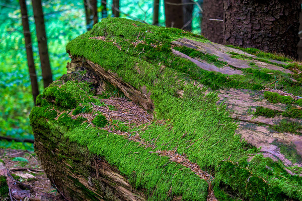 Foto di vecchio tronco con muschio nelle montagne dei Carpazi
 - Foto, immagini