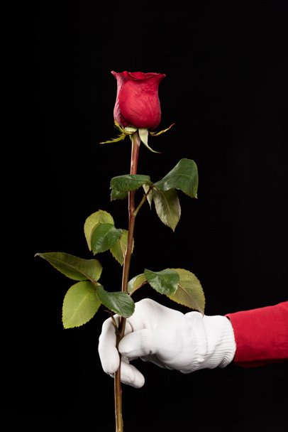 cropped image of mime holding red rose isolated on black - Photo, Image