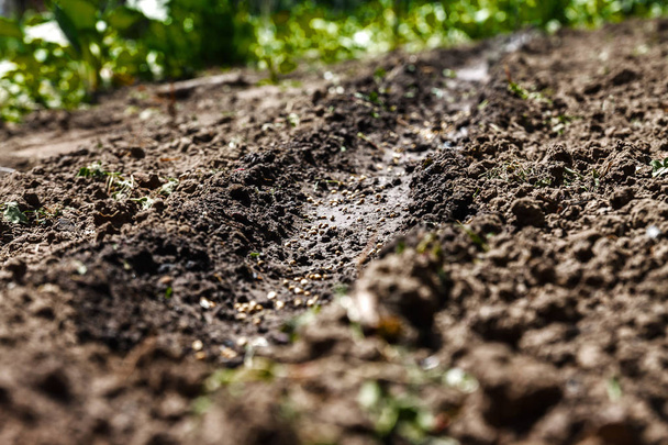 Ingezaaid zaden in de grond, in perspectief en vervagen - Foto, afbeelding
