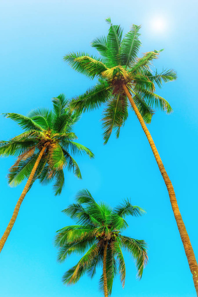 three green coconut palms with nuts on a background of sky. Tint - Photo, Image