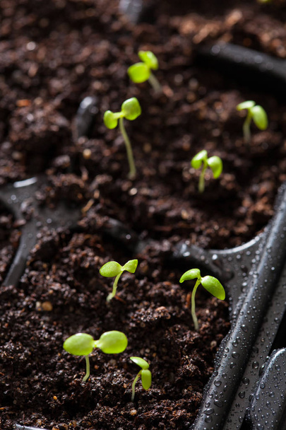 plantas de semillero que crecen en bandeja de plástico de germinación
 - Foto, imagen