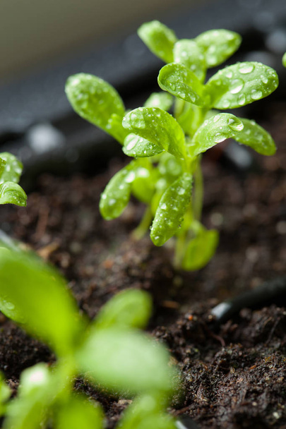 plantas de semillero que crecen en bandeja de plástico de germinación
 - Foto, Imagen