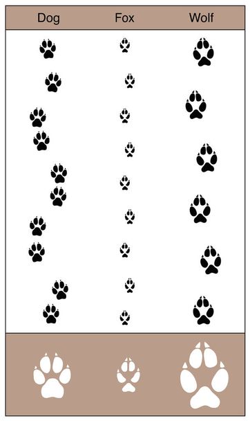 Chien Fox Wolf Tracks Comparaison
 - Vecteur, image