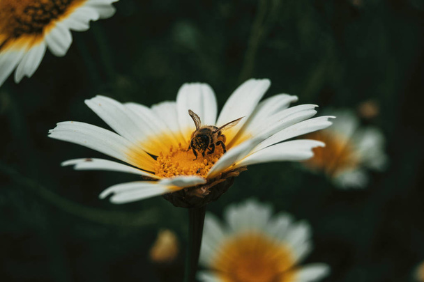 bee catching pollen from a white daisy, close up view - Fotó, kép