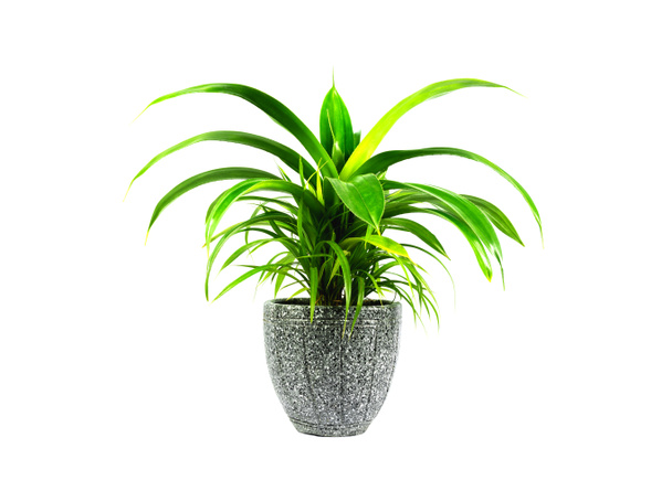 Green potted plant, trees in the cement pot isolated on white background. - Photo, Image