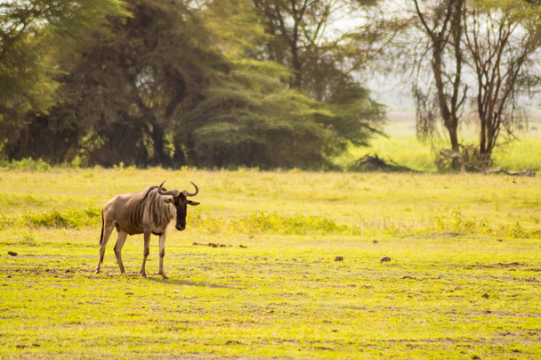 Geïsoleerde statische gnoes in de savanne vlakte van Amboseli Par - Foto, afbeelding